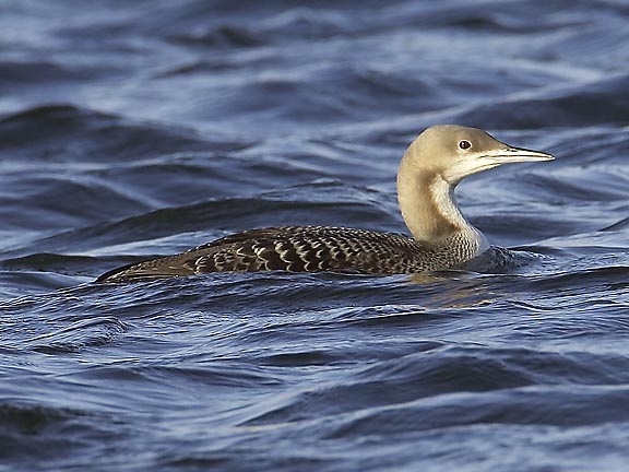 Pacific Diver