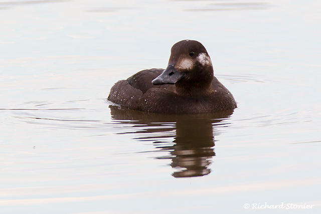 Velvet Scoter