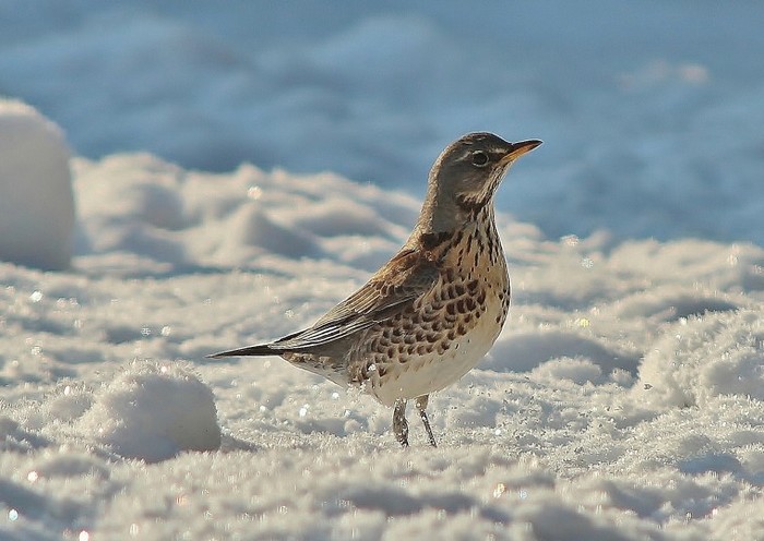Fieldfare