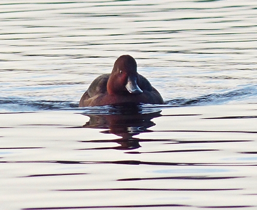 Ferruginous Duck