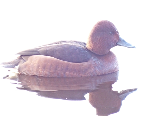 Ferruginous Duck