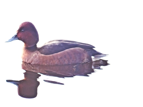 Ferruginous Duck