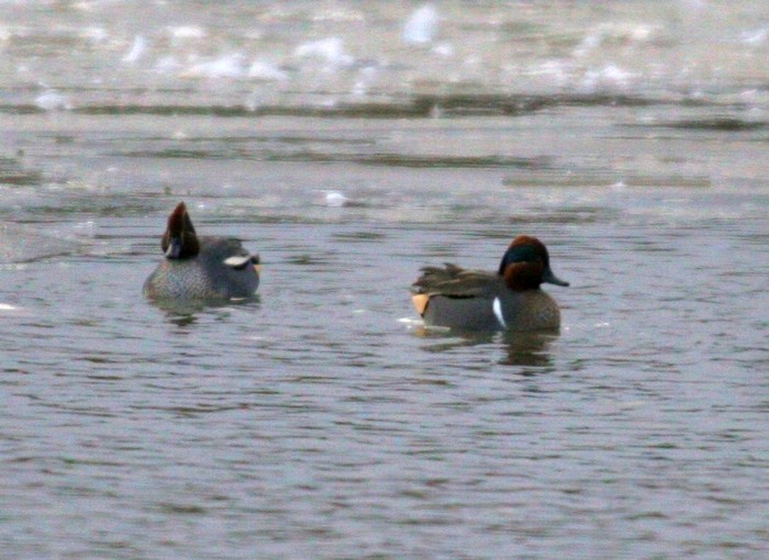 Green-winged Teal