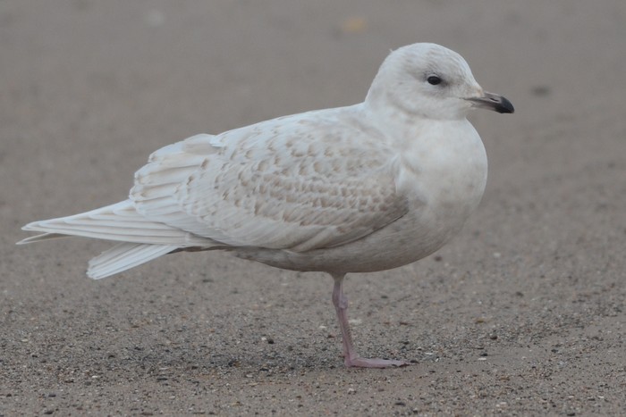 Kumlien's Gull