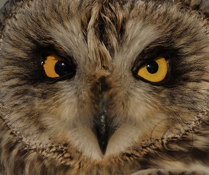 Short-eared Owl