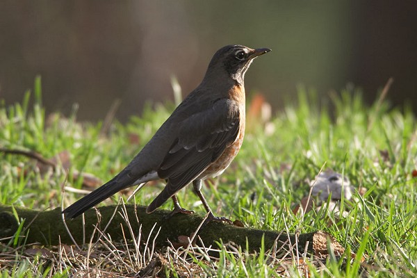 American Robin