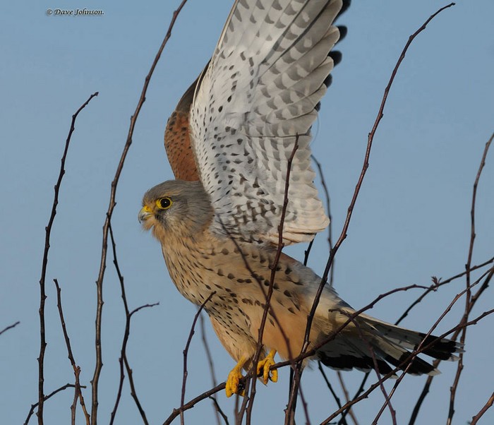 Kestrel