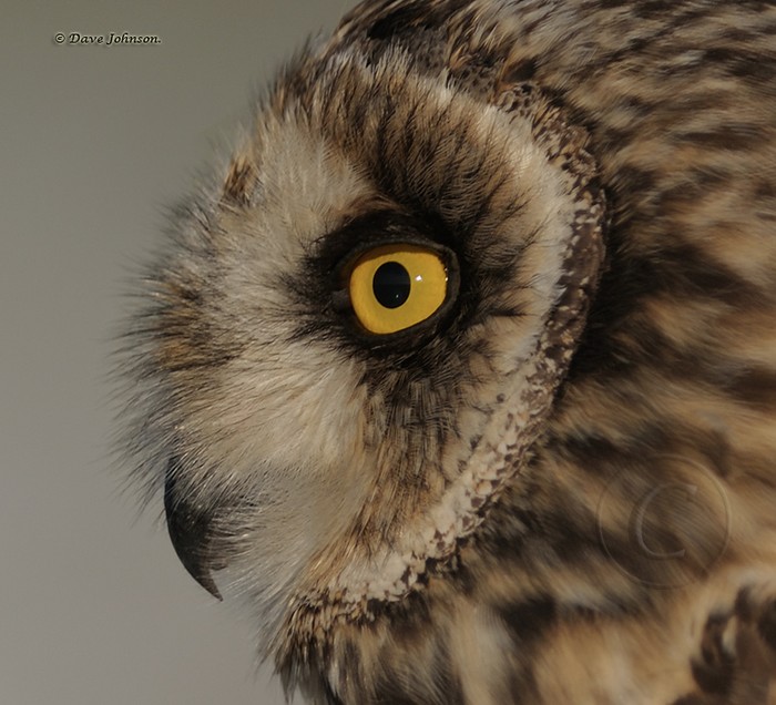 Short-eared Owl