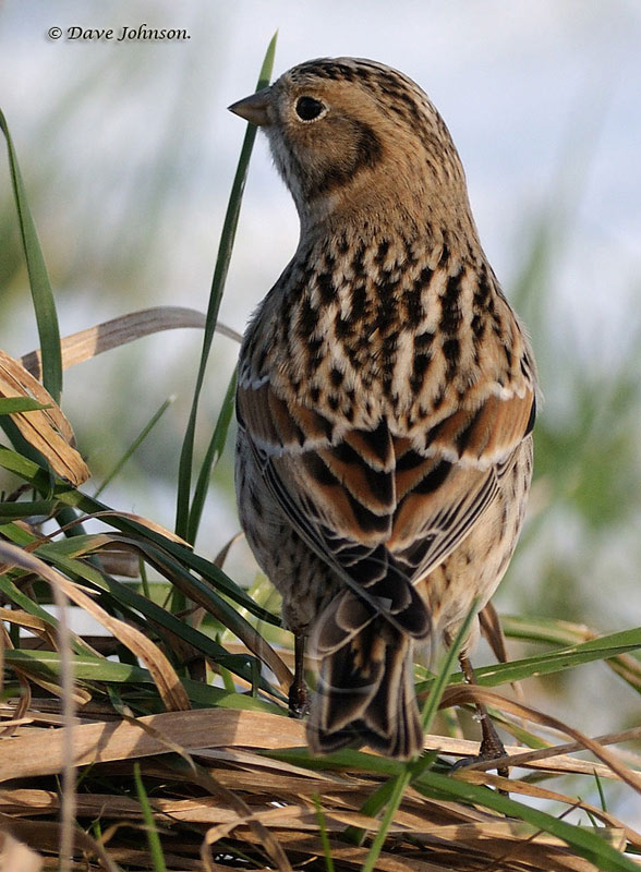 Lapland Bunting