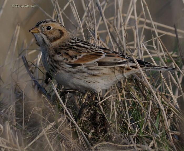 Lapland Bunting