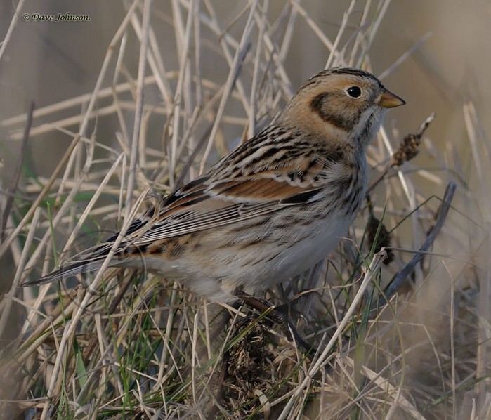 Lapland Bunting