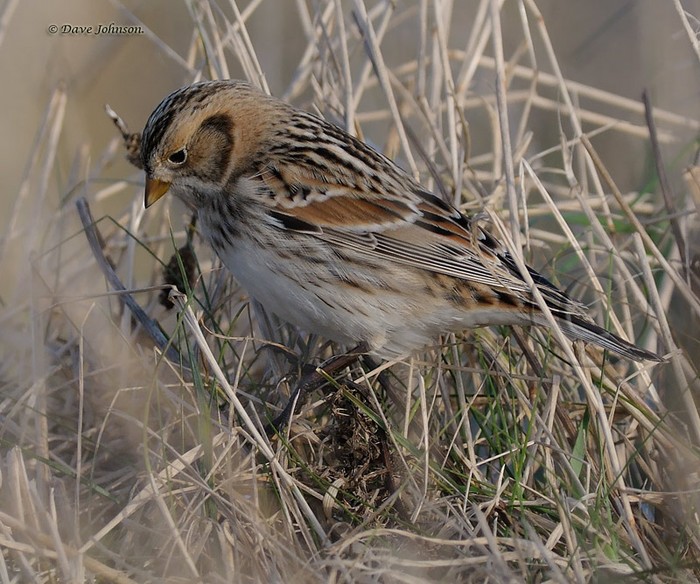 Lapland Bunting