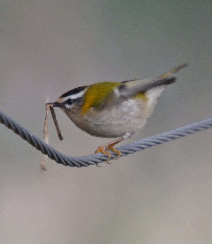 Firecrest