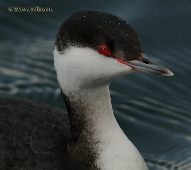 Slavonian Grebe