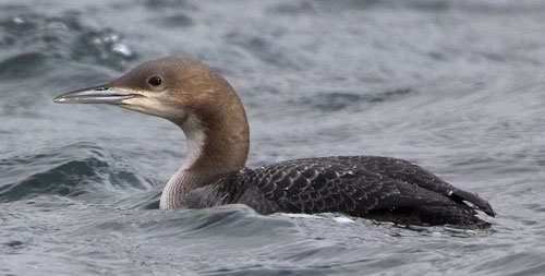 Pacific Diver