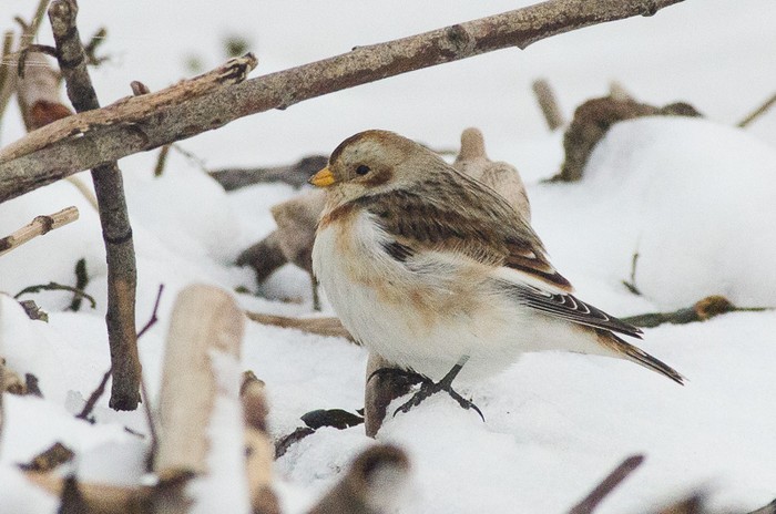 Snow Bunting