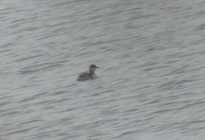 Red-necked Grebe