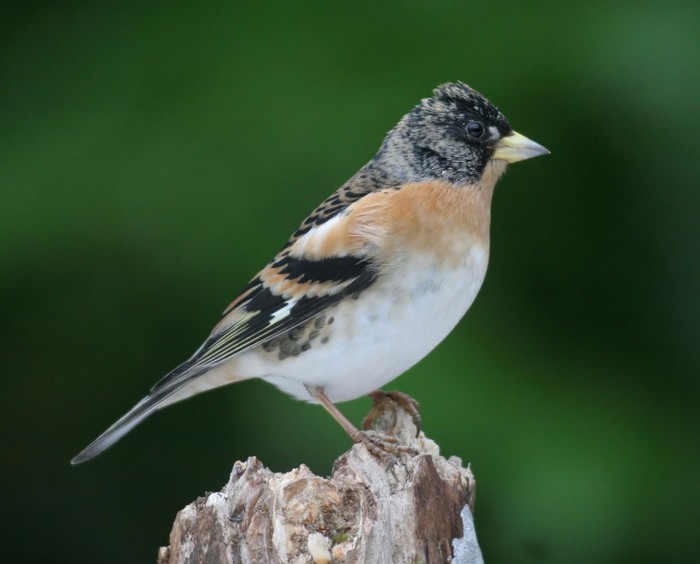Brambling