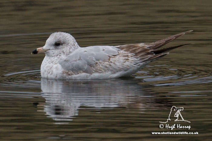Ring-billed Gull