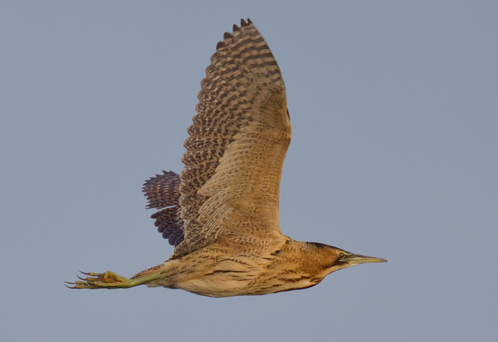 Bittern