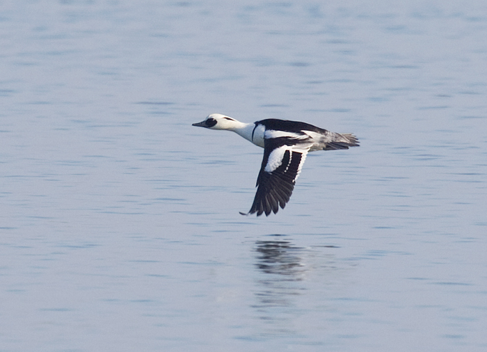 Smew