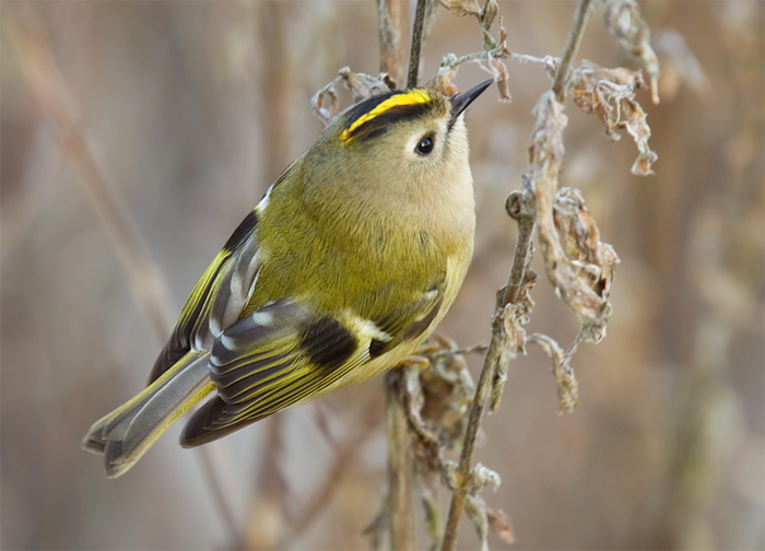 Goldcrest
