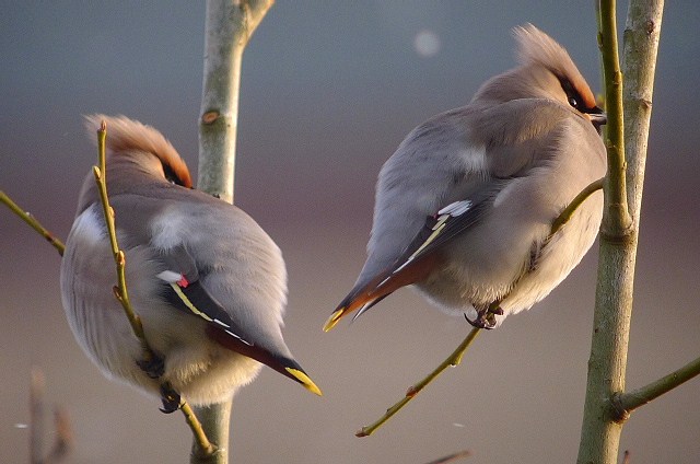 Waxwing