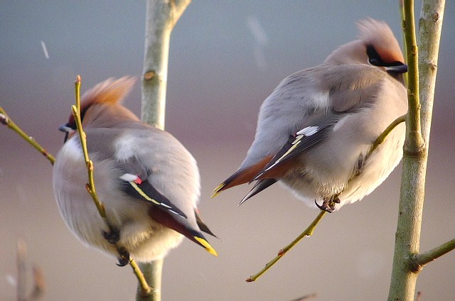 Waxwing