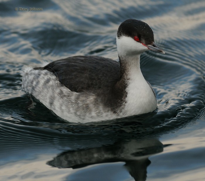 Slavonian Grebe