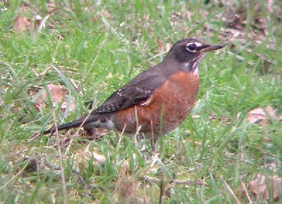 American Robin