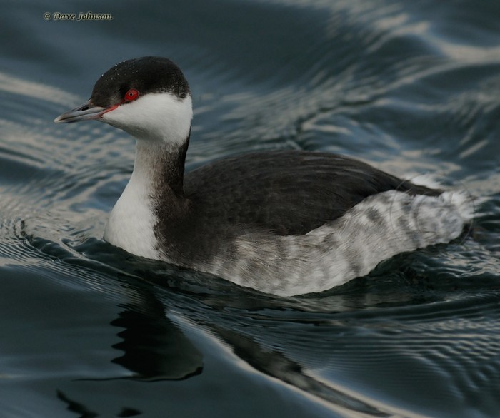 Slavonian Grebe