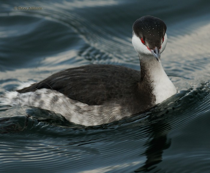 Slavonian Grebe