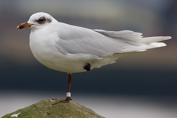 Mediterranean Gull