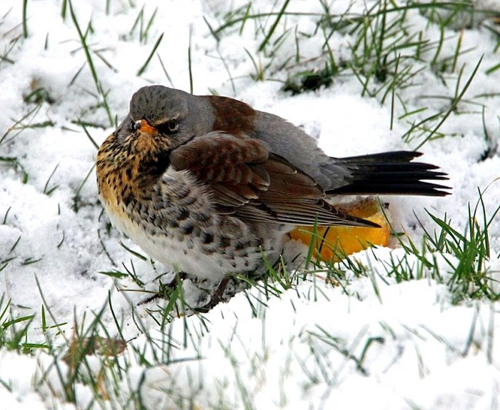 Fieldfare