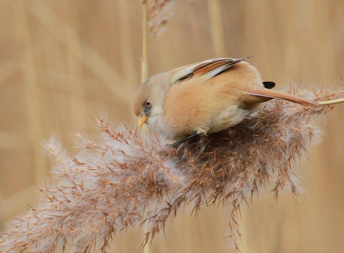 Bearded Tit