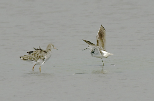 Marsh Sandpiper