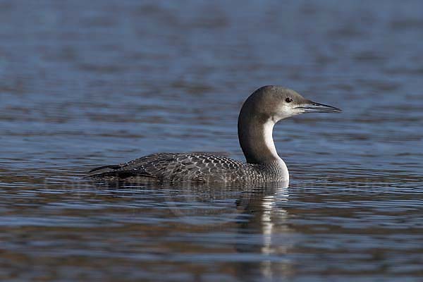 Pacific Diver