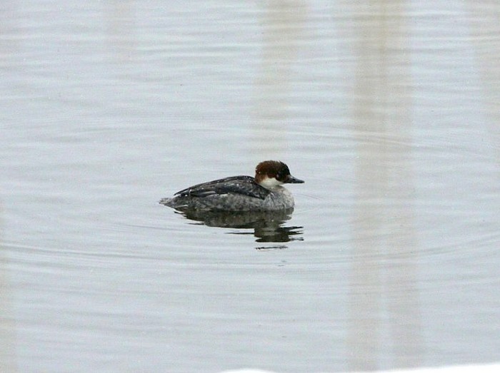 Smew