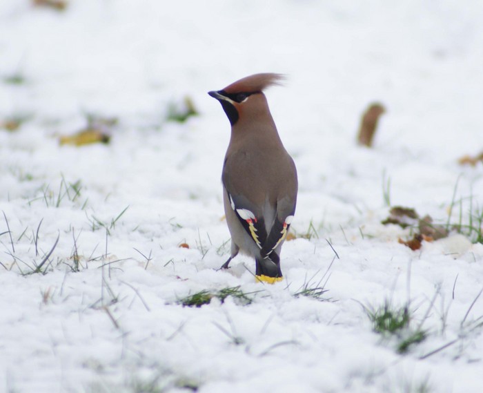 Waxwing