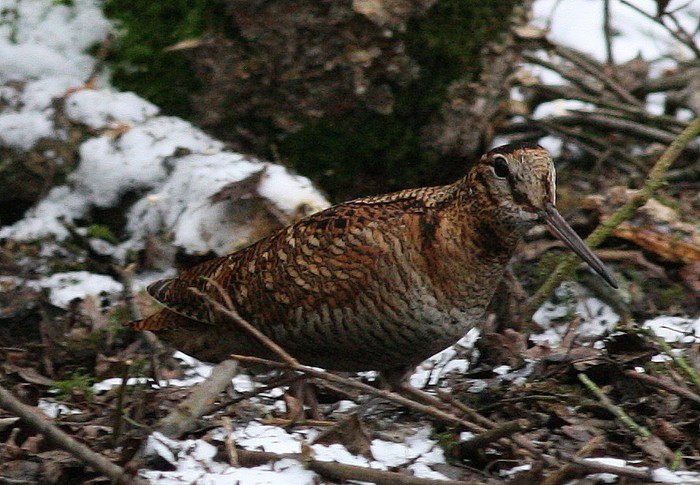 Woodcock