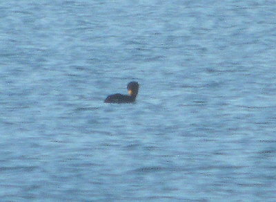 Black Scoter
