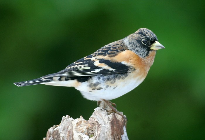 Brambling