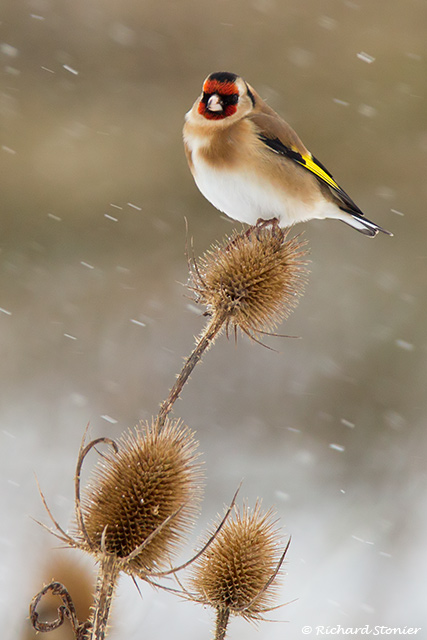 Goldfinch