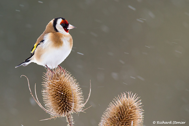 Goldfinch