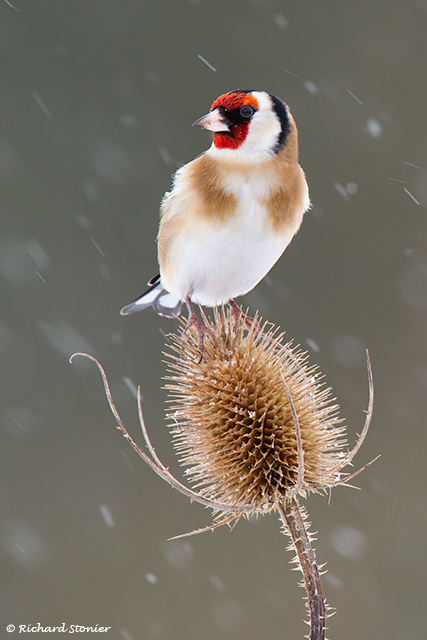 Goldfinch