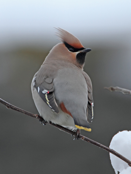 Waxwing