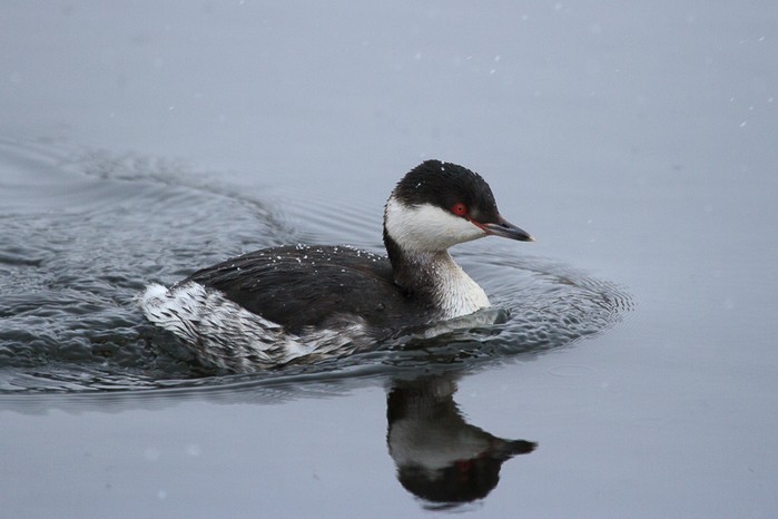 Slavonian Grebe