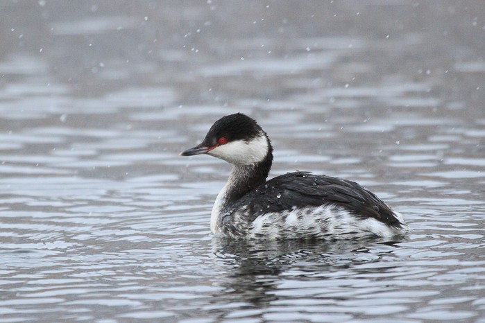 Slavonian Grebe