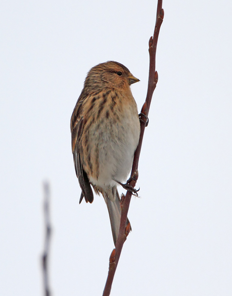 Twite
