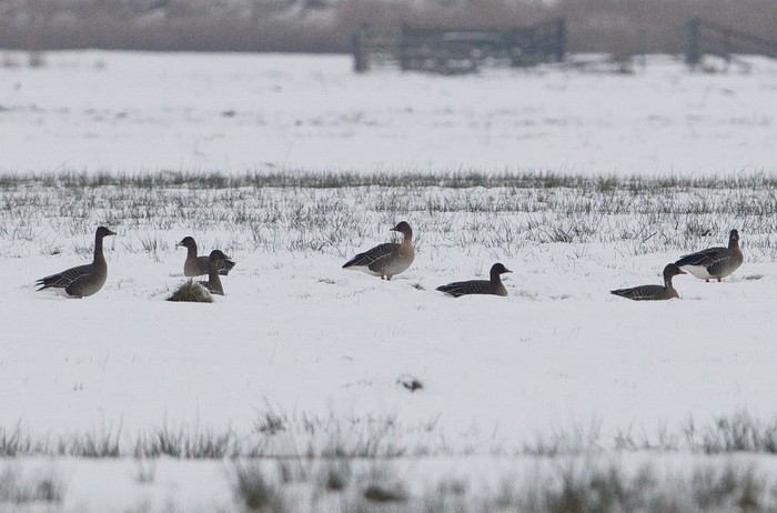 Taiga Bean Goose